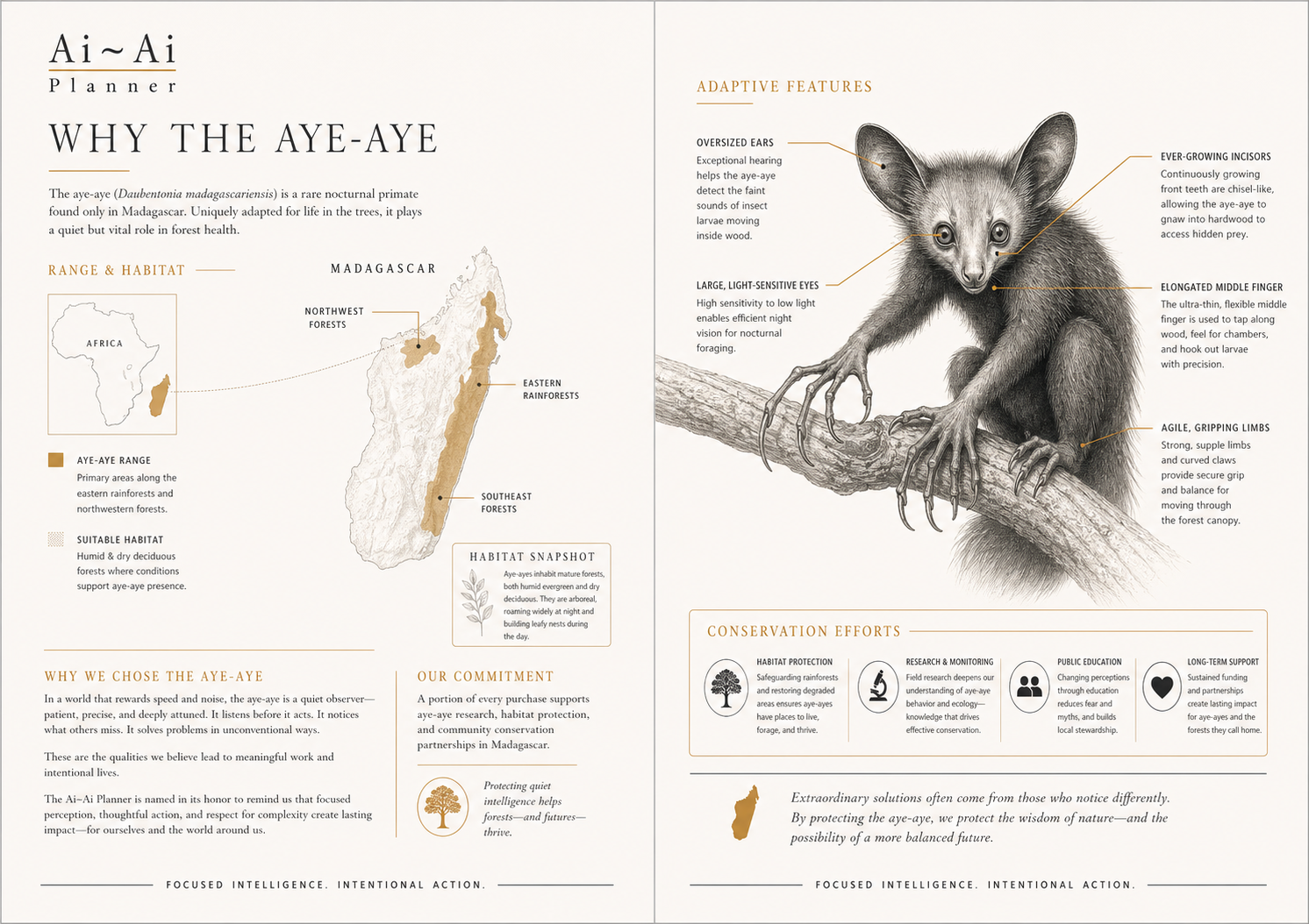 Ai-Ai brand story artwork featuring the aye-aye